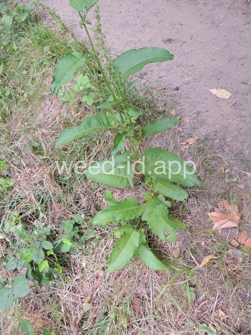 dock, broadleaf